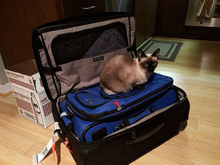 Simcoe on Suitcase