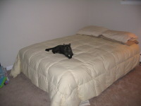 Caligula enjoys new bed