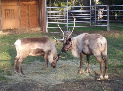 Reindeer