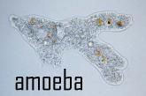 Amoeba