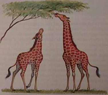 Giraffes